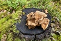 Brown mushrooms of an indescribable shape grow on a pine stump Royalty Free Stock Photo