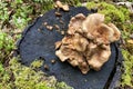 Brown mushrooms of an indescribable shape grow on a pine stump Royalty Free Stock Photo