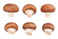 brown mushrooms