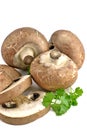 Brown mushrooms on white background