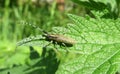 Brown mustache bettle on green leaf, closeup