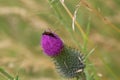 Brown mustachioed beetle on a thistle flower Royalty Free Stock Photo