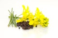 Brown Mustard flower and seeds on white background Royalty Free Stock Photo