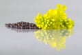 Brown Mustard flower and seeds on white background Royalty Free Stock Photo