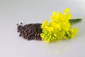 Brown Mustard flower and seeds on white background Royalty Free Stock Photo