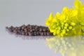 Brown Mustard flower and seeds on white background Royalty Free Stock Photo