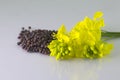 Brown Mustard flower and seeds on white background Royalty Free Stock Photo