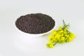 Brown Mustard flower and seeds on white background Royalty Free Stock Photo