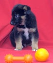 Brown mutt puppy with orange on a red