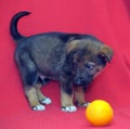 Brown mutt puppy with orange on a red