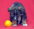 Brown mutt puppy with orange on a red