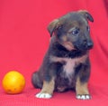 Brown mutt puppy with orange on a red