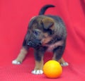 Brown mutt puppy with orange on a red