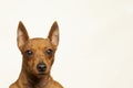 The brown muzzle of the dog looks into the camera on a light background.