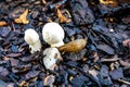 Two small mushrooms eaten naked snail black soil autumn Royalty Free Stock Photo