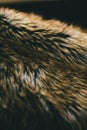 Brown natural fur texture and background. Natural animal hair background for design. Close up of brown animal fur texture. Royalty Free Stock Photo