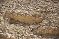 Brown Natural Sand Stone Texture and Background. Layered stone texture in beige tones with many cracks, full frame. Close-up.