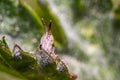 a brown Nature grasshopper in summer season
