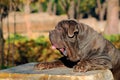 Brown Neapolitan Mastiff outdoors Royalty Free Stock Photo