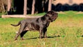 Brown Neapolitan Mastiff outdoors Royalty Free Stock Photo