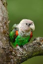 Brown-necked Parrot, Poicephalus robustus fuscicollis, green exotic bird sitting on the tree, Namibia, Africa Royalty Free Stock Photo