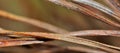 Brown needles of dead pine tree background