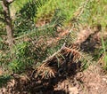 Brown Needles on a Young Canaan Fir Tree