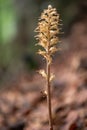 Brown Neottia nidus-avis, the bird\'s-nest orchid and non-photosynthetic orchid