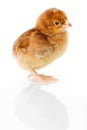 Brown newborn chicken on reflective white