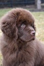 Brown Newfie Puppy Dog Looking Back Over His Shoulder