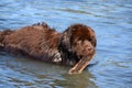 Brown Newfoundland Dog Fetching a Stick in the Ocean Royalty Free Stock Photo