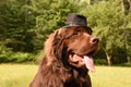 Chocolate Brown Newfoundland Wearing a Top Hat