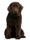 Brown Newfoundland puppy, 10 months old, sitting Royalty Free Stock Photo