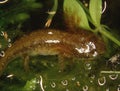 brown newt in the water Royalty Free Stock Photo