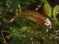 brown newt in the water Royalty Free Stock Photo