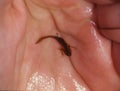 brown newt in the water Royalty Free Stock Photo