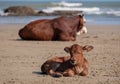 Brown Nguni cow and young calf lie in the sand at Second Beach, at Port St Johns on the wild coast in Transkei, South Africa. Royalty Free Stock Photo