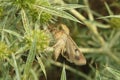 Brown night butterfly moth on green plant, closeup Royalty Free Stock Photo