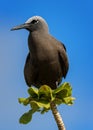 Brown Noddy Royalty Free Stock Photo