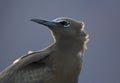 Brown Noddy, Noddy, Anous stolidus, Royalty Free Stock Photo