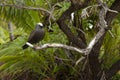 Brown Noddy Anous Stolidus Royalty Free Stock Photo