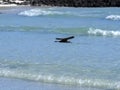 Brown noddy, Anous stolidus galapagensis, fish in the bay, Santa Cruz, Galapagos, Ecuador. Royalty Free Stock Photo