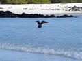 Brown noddy, Anous stolidus galapagensis, fish in the bay, Santa Cruz, Galapagos, Ecuador. Royalty Free Stock Photo