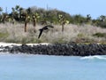 Brown noddy, Anous stolidus galapagensis, fish in the bay, Santa Cruz, Galapagos, Ecuador. Royalty Free Stock Photo