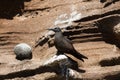 Brown Noddy Anous stolidus galapagensis, resting on a rocky ledge on Isabela Island, Galapagos. Royalty Free Stock Photo