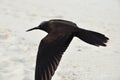 Brown noddy Royalty Free Stock Photo