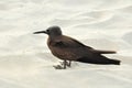 Brown noddy Royalty Free Stock Photo