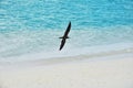 Brown noddy Royalty Free Stock Photo