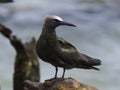 Brown Noddy Royalty Free Stock Photo