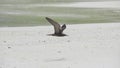 Brown Noddy, bird Royalty Free Stock Photo